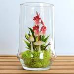 Tiny Red Dancing Lady Orchid Terrarium In..